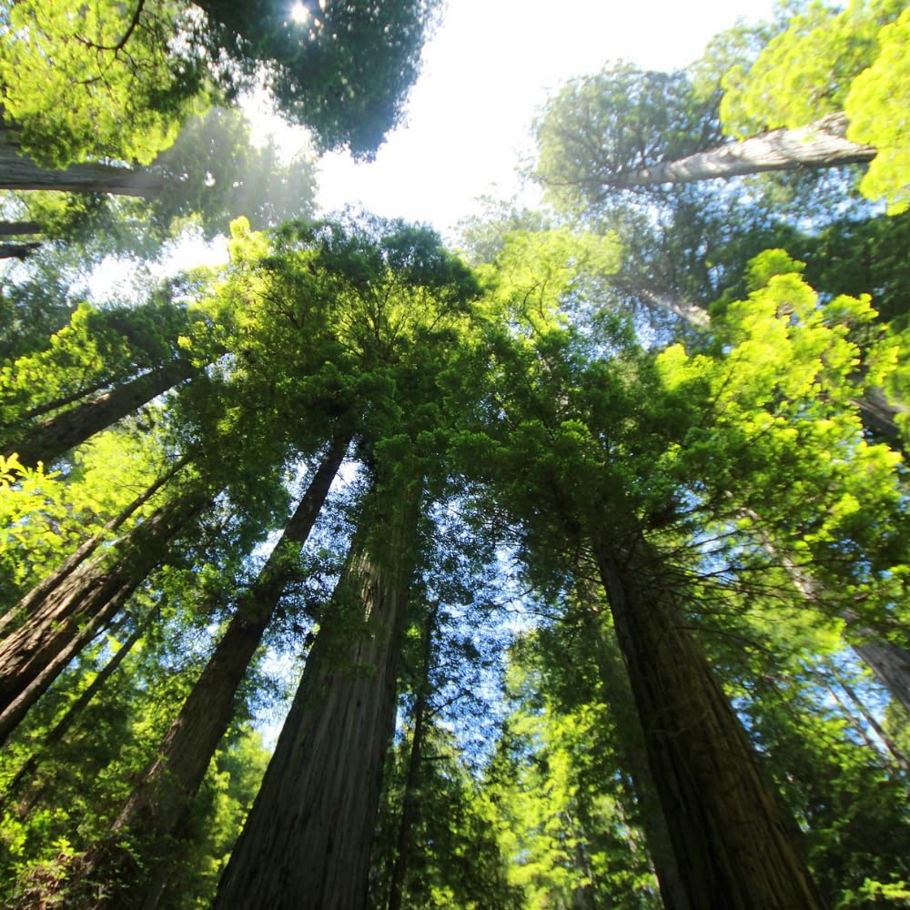2 Large Redwood Tree Live Plants, Easy Care Redwood Sapling, Hardy, Exotic Foliage, Fast-Growing Evergreen Tree for Outdoor Spaces