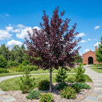 Live Red Choke Cherry Tree in 2.5 Inch Pot, Well Rooted, Easy Care Chokecherry Plant, Ornamental Plant with Red Foliage for Garden & Landscape