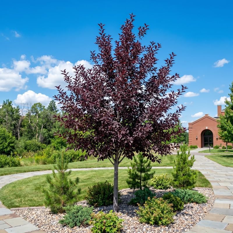 2 Red Chokecherry Trees Live Plants, 2.5 Inch Pot, Hardy, Fast Growing Choke Cherry Tree, Ornamental Red Foliage, Ready for Planting Outdoor