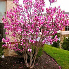 2 Ann Magnolia Live Bare Root Seedlings | 8-12" Rooted Cuttings | Cold-Hardy Late-Blooming Magnolia Tree | Well-Rooted Ornamental Shrub