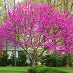 10 Live Eastern Redbud Tree 6–12” Inch Tall for Planting | Beautiful Ornamental Redbud for Home, Garden, Yard & Outdoor Landscaping | Low-Maintenance, Easy-Grow Starter Plant