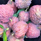 Red Sugar Apple Tree Live Plant | 2.5–3 Ft Tropical Fruit Tree | Perfect for Home Gardens, Patios, and Container Growing | No Ship to CA,HI,AK