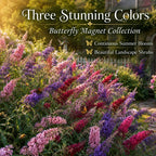 Assorted Butterfly Bush Plant Live, 3 Buddleia Plant 4-6" Tall, Well-Rooted Cold-Hardy Shrubs, Fragrant Blooms for Pollinator Gardens