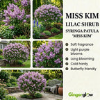 Miss Kim Lilac Shrub Live Plant, Starter Plant in Quart Pot, Cold Hardy, Fragrant Lilac Tree Ready to Plant for Outdoor Garden