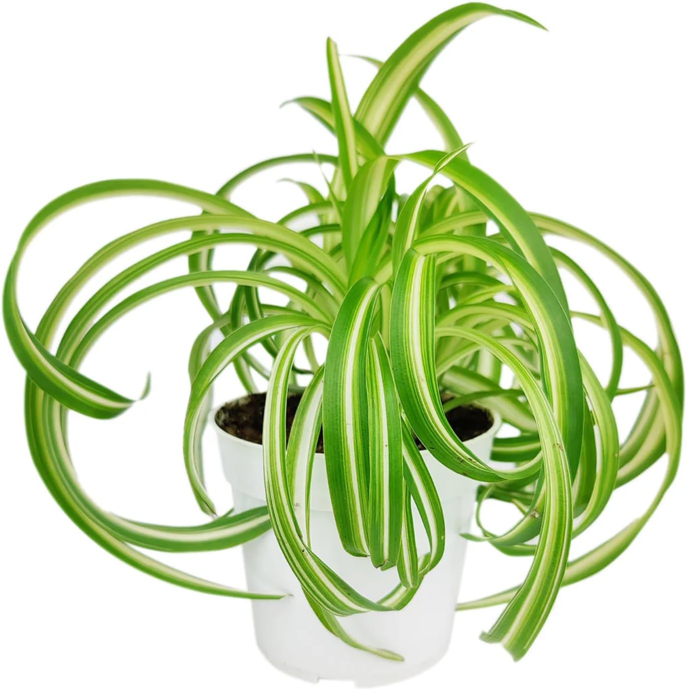 Curly Spider Plants Live House Plant | 4 Inch Pot Hanging Bonnie Spider Plant | Low Maintenance, Thrives in Home & Office, Perfect for Plant Enthusiasts