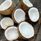 Green Coconut Tree Live Plants– 2.5–3 Ft Live Potted Tropical Fruit Plant | Compact Edible Coconut Tree for Patios, Balconies & Backyard Gardens | No Ship to CA,HI,AK