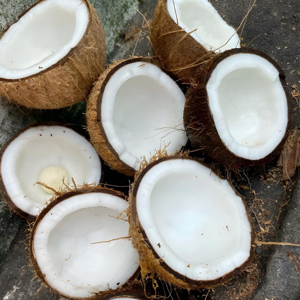 Green Coconut Tree Live Plants– 2.5–3 Ft Live Potted Tropical Fruit Plant | Compact Edible Coconut Tree for Patios, Balconies & Backyard Gardens | No Ship to CA,HI,AK