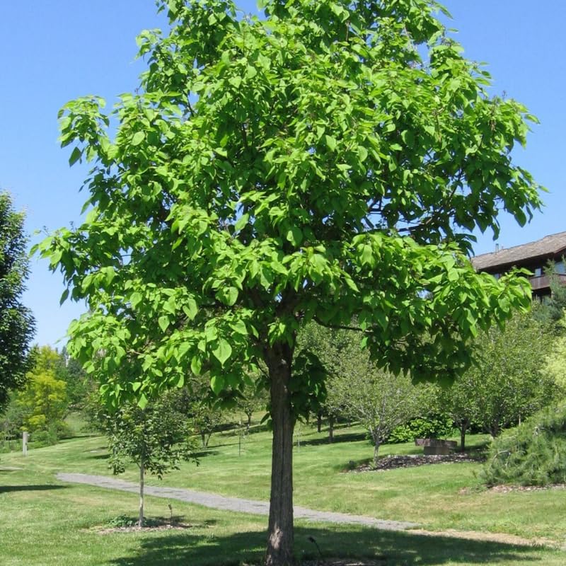 5 Live Catalpa Tree Plants – 6–12 Inch Tall | Hardy Fast-Growing Outdoor Trees | Fragrant White Flowers