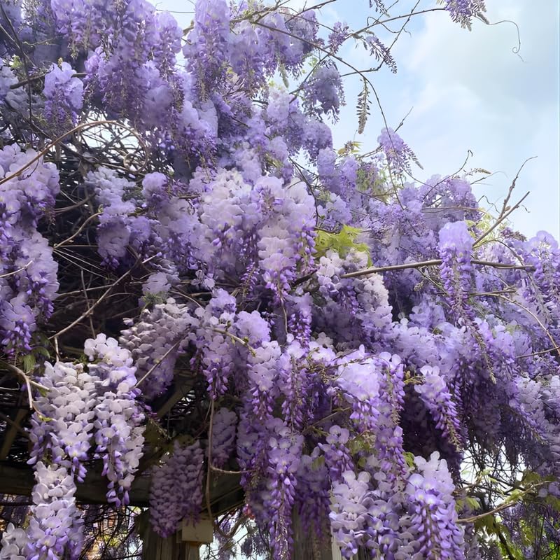 4 American Purple Wisteria Amethyst Wisteria Live Plant 12-24 Inch Tall, Hardy, Easy-Care Climbing Vine for Landscapes, Fences & Outdoor Garden Décor