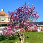 2 Live Ann Magnolia Tree Plants | 8-12 Inch Bare Root Seedlings | Low Maintenance Flowering Deciduous Shrub | Robust Well-Rooted Plants