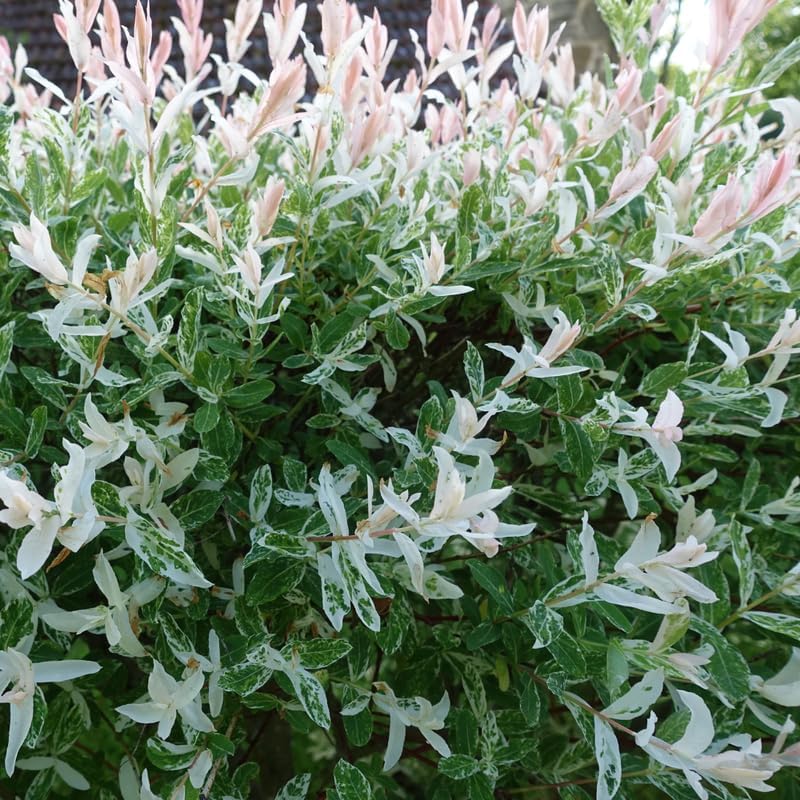 Live Japanese Dappled Willow Shrub in Quart Pot, Easy to Grow Hakuro Nishiki, Fast-Growing Ornamental Deciduous Plant for Garden Borders & Landscape Accents