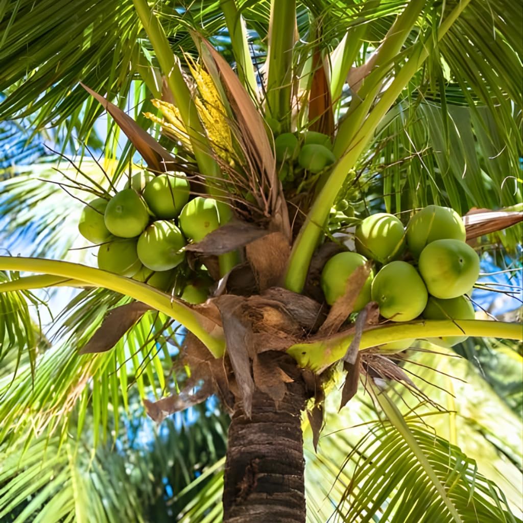 Live Coconut Tree for Planting | Green Coconut Plants | 2.5–3 Ft Tall Potted Tropical Plant | Hardy Fruit-Bearing Tree for Indoor or Outdoor Growing | No Ship to CA,HI,AK