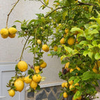 Meyer Lemon Tree Live for Planting | 1–2 Ft Live Citrus Plant | Easy-Grow Fruit Tree for Indoor or Outdoor Houses | No Ship to CA,HI,AK