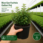 2 Blue Eyes Fuchsia Plant Live, Gallon Pot, Easy to Grow, Vibrant Double Pink & Purple Trailing Flowers, Ideal for Baskets & Gardens