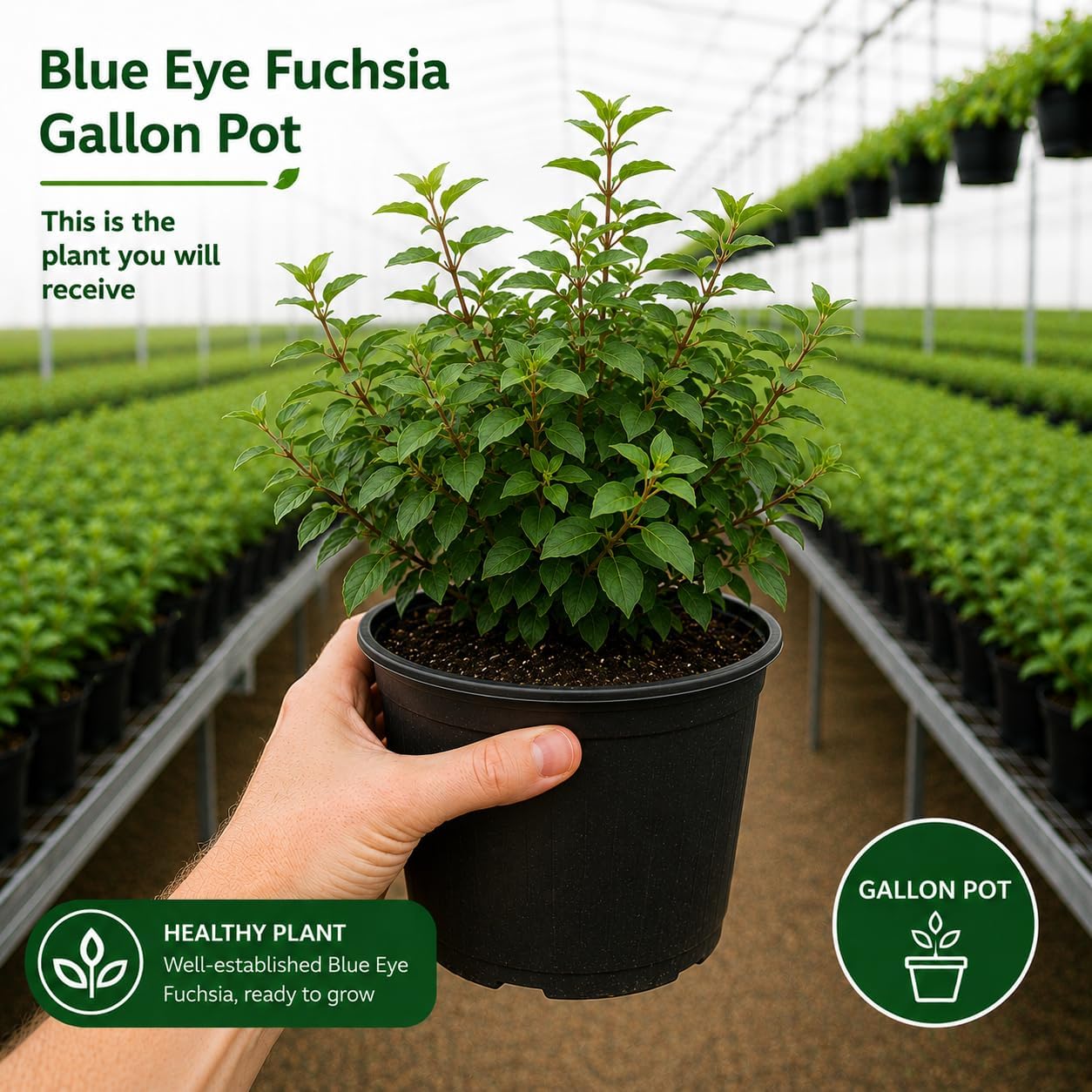 2 Blue Eyes Fuchsia Plant Live, Gallon Pot, Easy to Grow, Vibrant Double Pink & Purple Trailing Flowers, Ideal for Baskets & Gardens