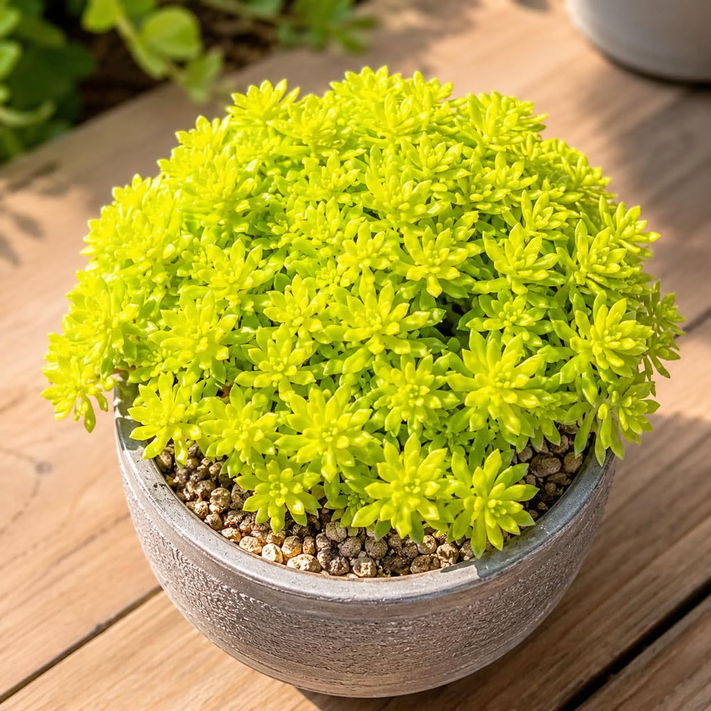Sedum Dasyphyllum Major Succulent Plant, 4 Inch Pot Sedum Plant Live, Fully Rooted, Drought-Tolerant, Low Maintenance Indoor Houseplant, Ideal for Home & Office Décor & Gifts