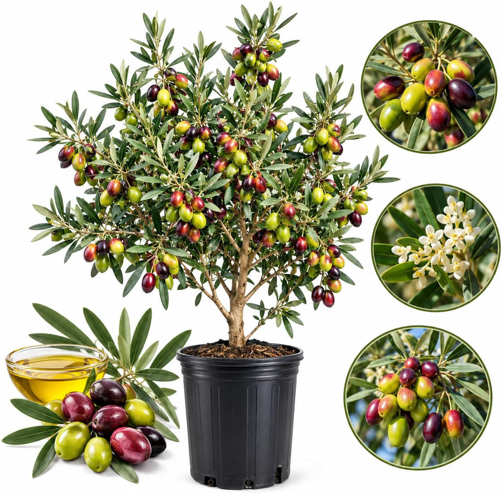 Arbequina Olive Tree Live Plant 2.5–3 Ft| Easy-Grow Olive Variety for Home & Garden (No Ship to CA,HI,AK)