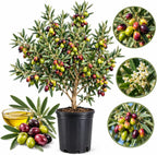 Arbequina Olive Tree Live Plant 2.5–3 Ft| Easy-Grow Olive Variety for Home & Garden (No Ship to CA,HI,AK)
