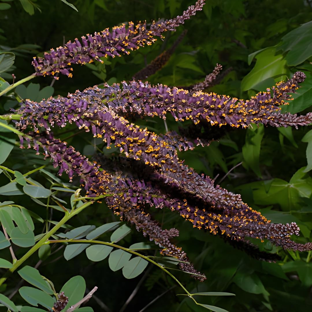 Amorpha fruticosa Live Plants 6–12 Inch | False Indigo Bush Starter Tree | Fast-Growing Native Plant with Showy Purple Blooms | Great for Wild Gardens