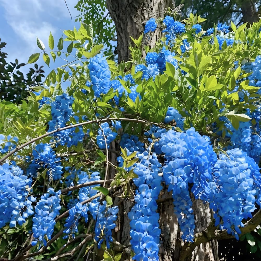 3 Blue Wisteria Plant in 2.5 Inch Pot, Blue Flowering Tree, Easy-Care Climbing Vine for Landscapes, Fences & Outdoor Garden Décor
