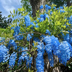 3 Blue Wisteria Plant in 2.5 Inch Pot, Blue Flowering Tree, Easy-Care Climbing Vine for Landscapes, Fences & Outdoor Garden Décor
