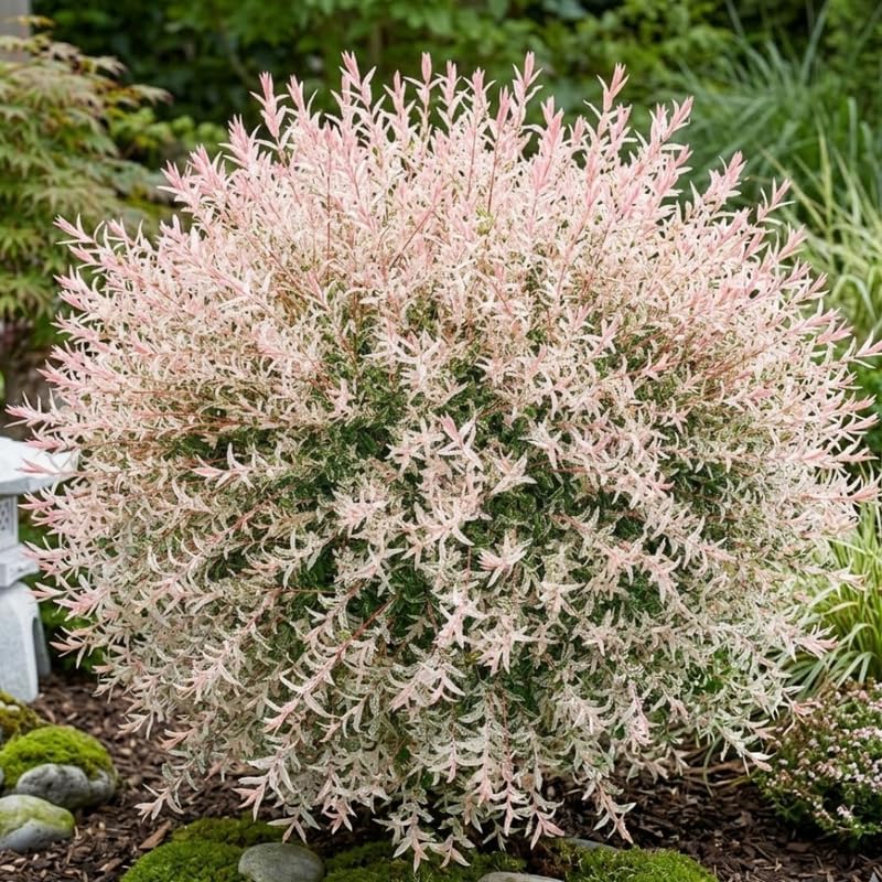 2 Tri Colored Dappled Willow Shrubs Plant Live, 4 Inch Pot, Hakuro Nishiki, Fast Growing, Colorful Foliage Shrub for Garden Décor, Patio & Outdoor Display