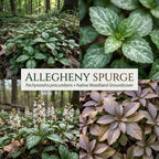 5 Allegheny Spurge Roots, Pachysandra Procumbens, Shady Groundcover for Erosion Control, Cold-Hardy Mountain Spurge