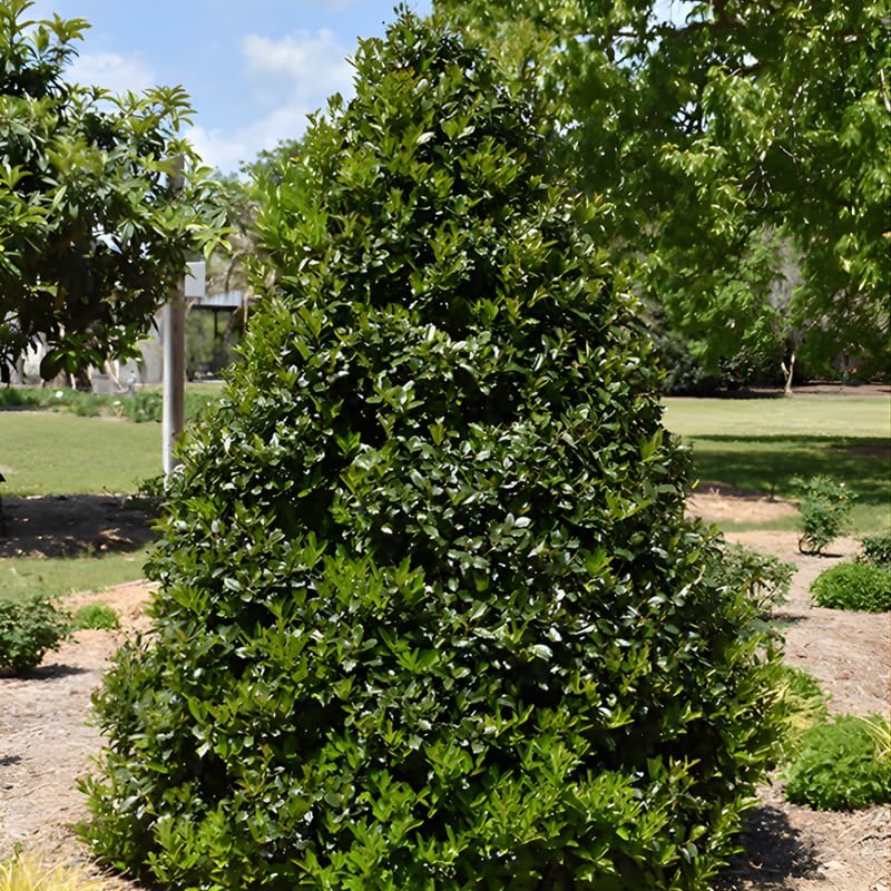 Live Fosteri Holly Plant | 2.5" Nursery Pot | Cold-Hardy Narrow Pyramidal Evergreen Shrub | Established Root System for Hedges and Borders