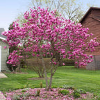 2 Ann Magnolia Live Plants | 8-12 Inch Bare Root Rooted Cuttings | Deep Purple-Pink Flowering Shrub | Deciduous Magnolia Hybrid for Garden