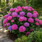 2 Hydrangea Plants Live, Hydrangea Macrophylla Live 4-6 Inch Tall, Grow Robust Floral Clusters for Borders & Outdoor Landscapes