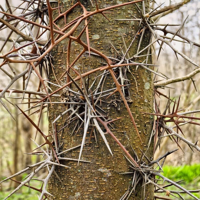 Set of 2 Honey Locust Live Plants – 6–12 Inch | Hardy Shade Trees for Outdoor Planting | Well Rooted