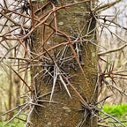 Set of 2 Honey Locust Live Plants – 6–12 Inch | Hardy Shade Trees for Outdoor Planting | Well Rooted