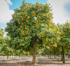 (No Ship to CA,HI,AK) Kishu Mandarin Oranges Tree Live Plant | 1 Gallon Live Potted Citrus Tree | Sweet Juicy Fruit for Cooking Juicing & Home Gardening