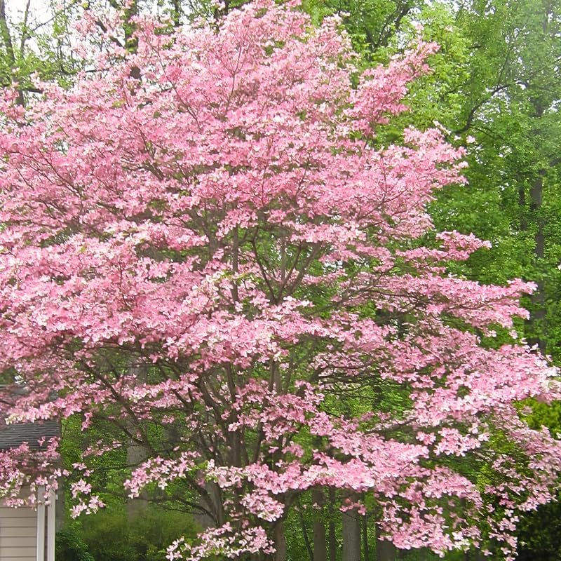 Pink Flowering Dogwood Tree Live Plant, 6-12 Inch Tall in 2.5 Inch Pot, Rosy Spring Blooming Ornamental Tree