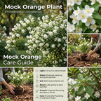 Mock Orange Plant, 4-6" Tall Shrub, Vigorous Deciduous Bush with Intoxicating Fragrance for Backyard Foundation Planting & Garden Borders