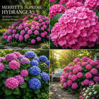 Hydrangea Plant Live, French Hydrangea Macrophylla, 4-6 Inch Tall, Grow Robust Bigleaf Mophead Flowers for Landscapes