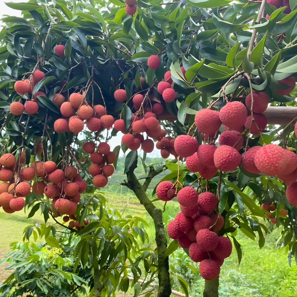 Mauritius Lychee Trees Live Plants | 2.5–3 Ft Live Potted Plant | Compact Sweet Fruit Tree for Patios, Balconies & Backyard Gardens | No Ship to CA,HI,AK