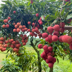 Mauritius Lychee Trees Live Plants | 2.5–3 Ft Live Potted Plant | Compact Sweet Fruit Tree for Patios, Balconies & Backyard Gardens | No Ship to CA,HI,AK