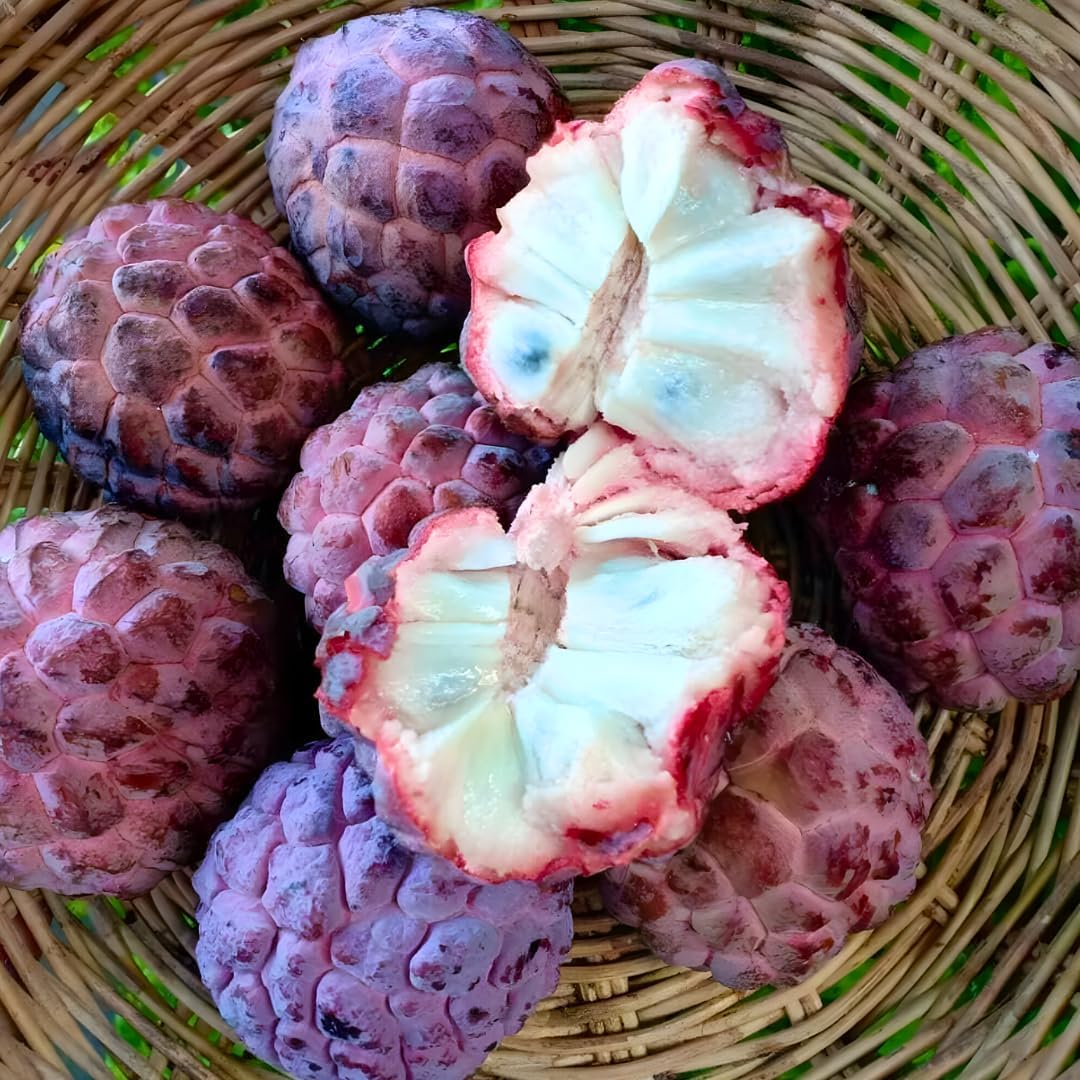 Red Sugar Apple Live Plants | 2.5–3 Feet Tall Well-Rooted Annona squamosa Tree | Easy-Grow Tropical Fruit Tree for Outdoor Gardens, Patios, and Containers | No Ship to CA,HI,AK