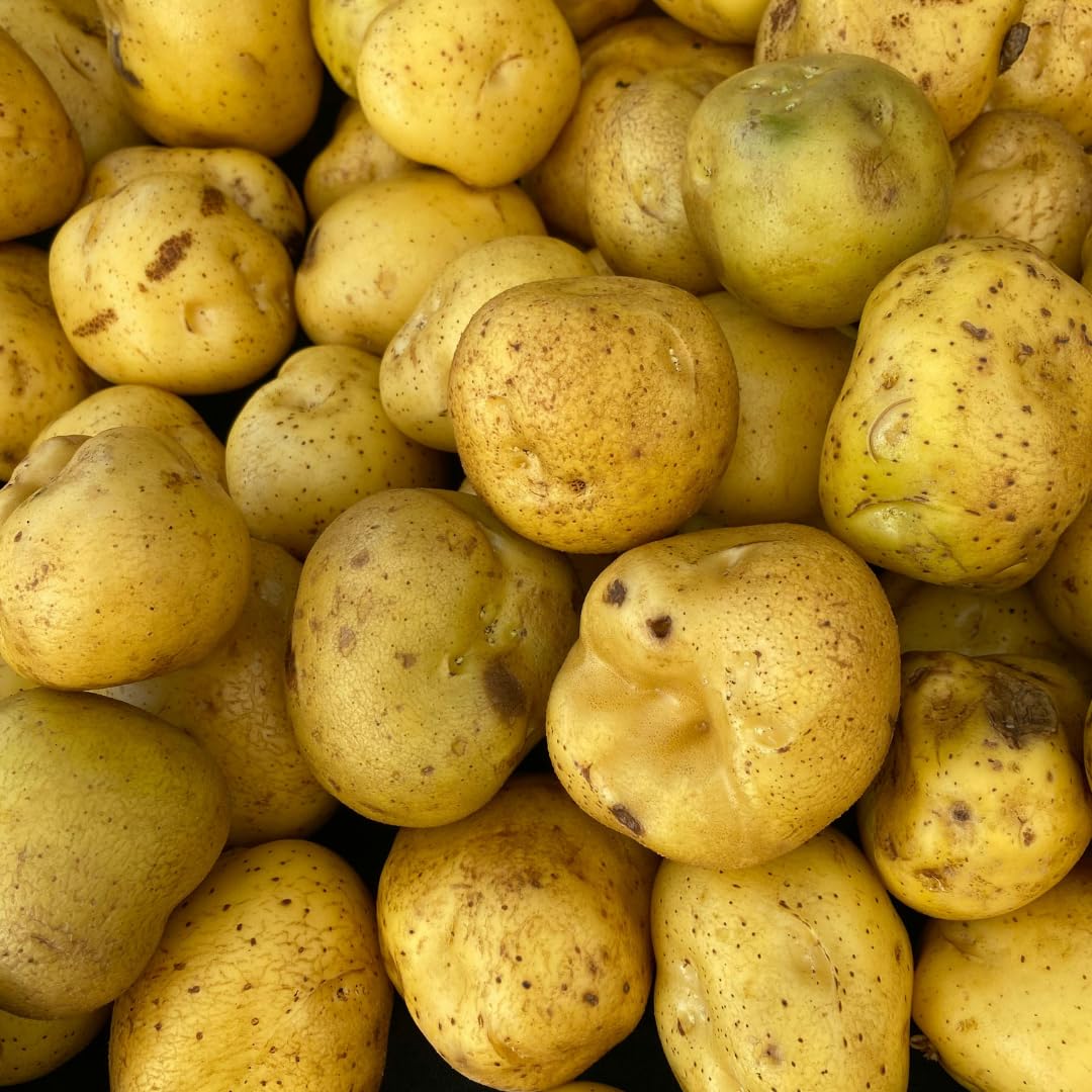 Yukon Gold Seed Potatoes, 2 Lbs, Non GMO, Easy To Grow, Heirloom Potato Seeds for Planting Outdoors