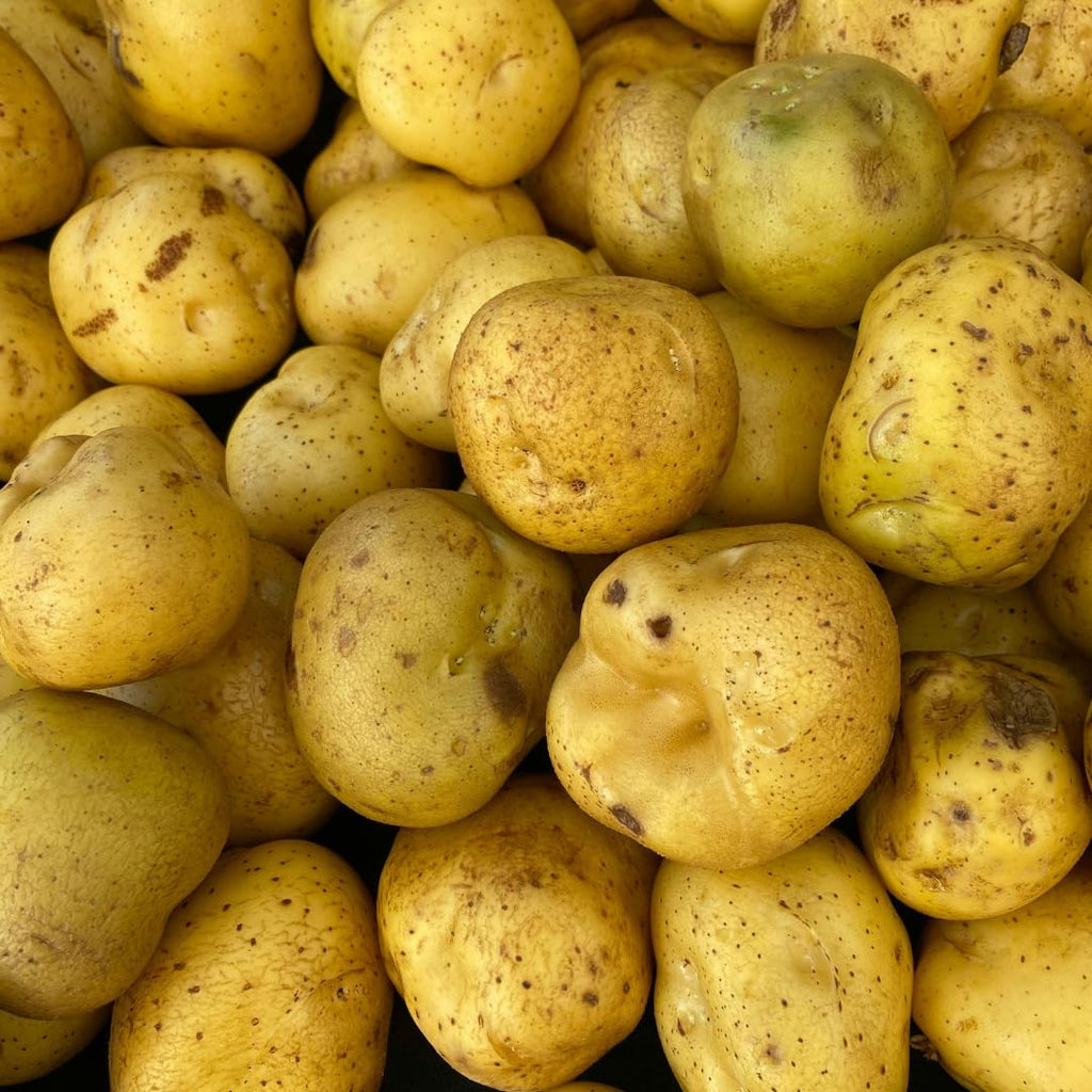 Seed Potatoes Mix - Red - Russet - Yukon Gold, 2 Lbs, Non GMO, Easy To Grow, Heirloom Potato Seeds for Planting Outdoors