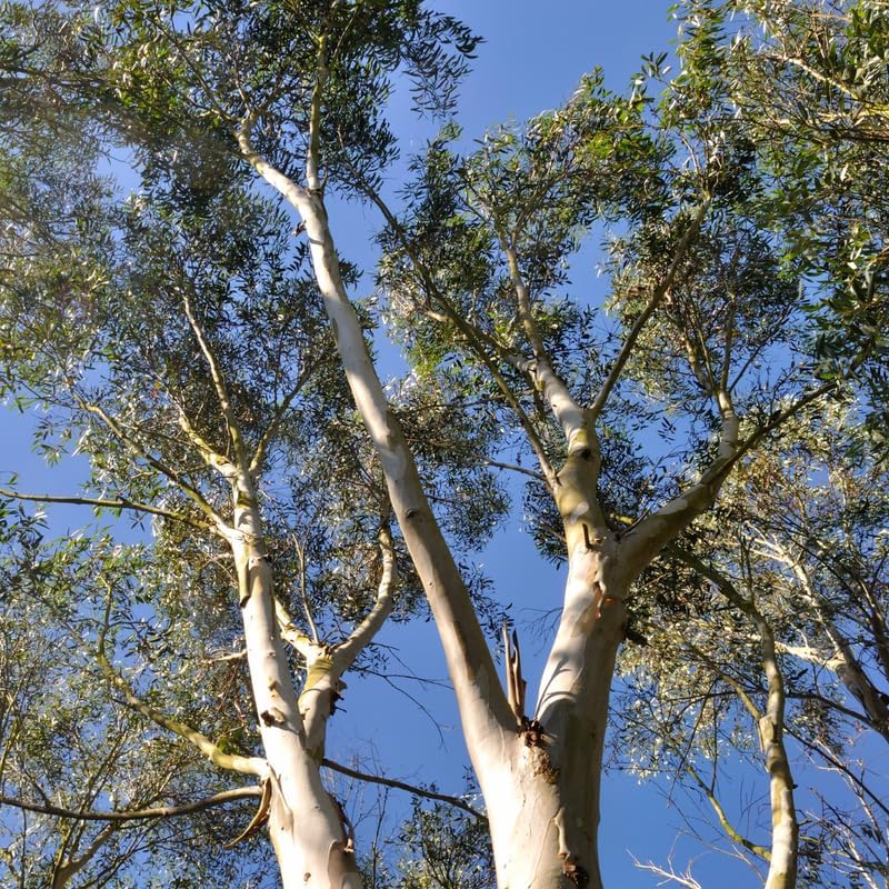 Lemon Eucalyptus Plant Live – Live Medium Eucalyptus Plants, Fast Growing Eucalyptus Live Plant for Backyard and Outdoor Plante