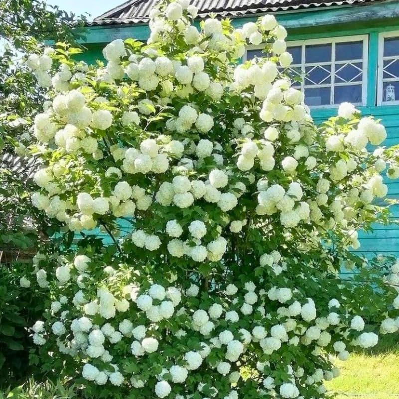 2 Snowball Bush Live Plants | Japanese Snowball Viburnum Live Plant for Outdoor Growing | 1–2 Feet Tall Bare Root Shrubs | Ideal for Garden Planting and Landscape Use