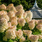 2 PeeGee Hydrangea Tree Live Plants | 1-2ft Bare Root Seedlings | Low Maintenance Flowering Deciduous Shrub