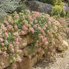 Ornamental Oregano Plants Live for Planting, 3" Pot, High-Yield, Elegant Cascading Pink Flowers, Fragrant Foliage, Perfect for Patio Containers and Window Boxes