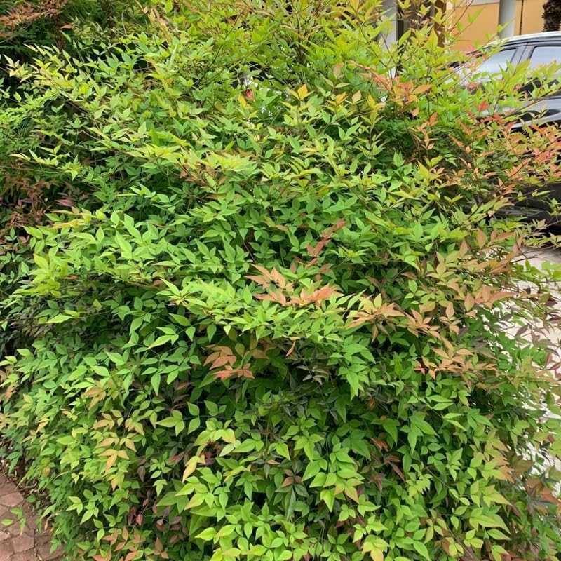 10 Dwarf Nandina Live Shrubs | 2.5-Inch Potted Nandina Plants | Compact Outdoor Shrubs | Designed for Small Spaces and Garden Edges