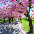 Kwanzan Cherry Tree Live Plant, 6-12 Inch Tall Starter Plant, Japanese Cherry Blossom Tree, Easy Care Flowering Tree for Planting Outdoors