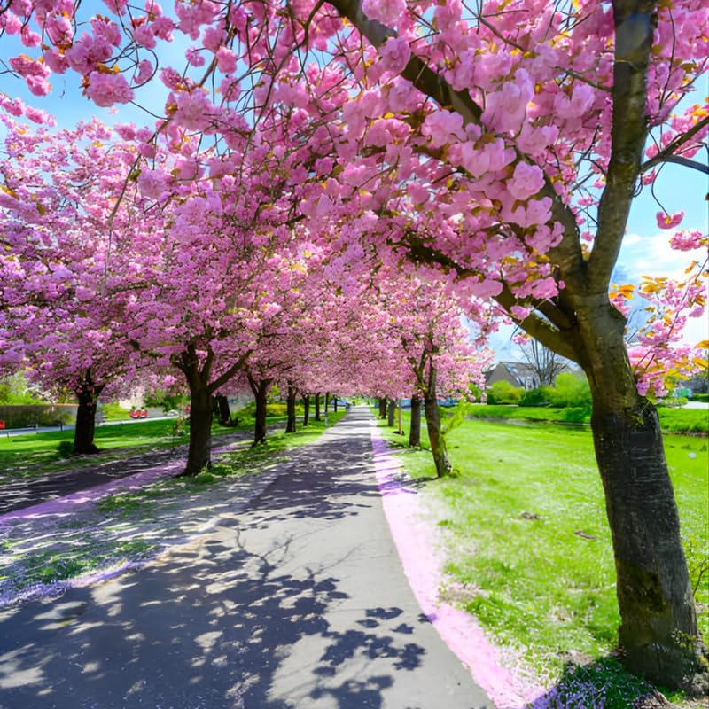 Kwanzan Cherry Tree Live Plant, 6-12 Inch Tall Starter Plant, Japanese Cherry Blossom Tree, Easy Care Flowering Tree for Planting Outdoors