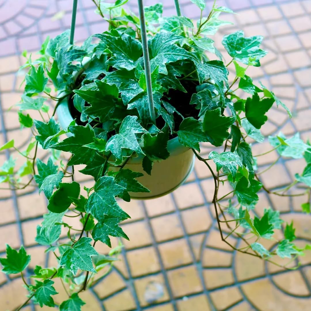 Green English Ivy Indoor Plant in 4 Inch Pot | Fast-Growing English Ivy Live Plant for Fresh Indoor Greenery | Low-Maintenance Trailing Houseplant for Windowsills, Shelves & Hanging Displays