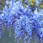 2 Blue Wisteria Plant Live, 2.5 Inch Pot Size, Well-Rooted Flowering Plant, Low Maintenance Ornamental Vine for Sunny Outdoor Spots